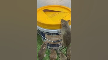 Homemade trap/Mouse trap tips with plastic bucket #rattrap #mousetrap