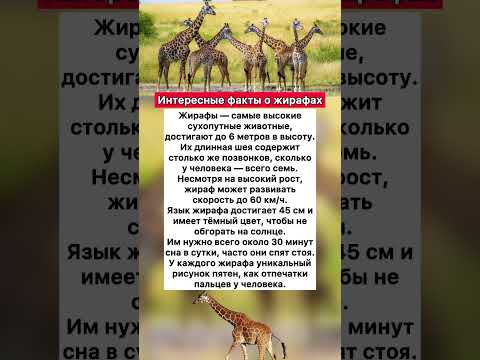 🦒Интересные факты о жирафах #хочуфакты #интересное #факты
