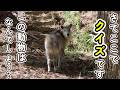 【クイズです】この動物はなんでしょうか？？