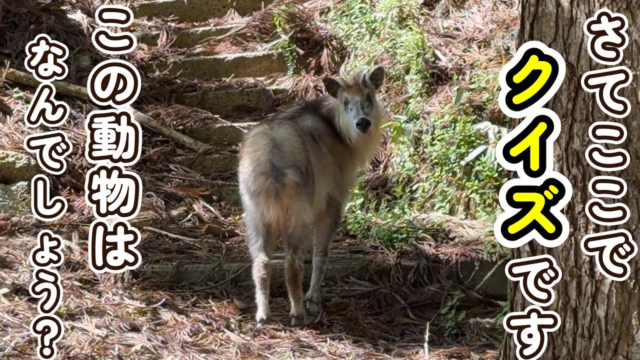 【クイズです】この動物はなんでしょうか？？