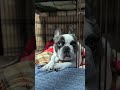 マイペースなフレブル 昼寝を起こした! 飼い主が好きすぎるフレンチブルドッグ『ぶーちゃん日記』 #フレブル飼い方 #フレンチブルドッグ