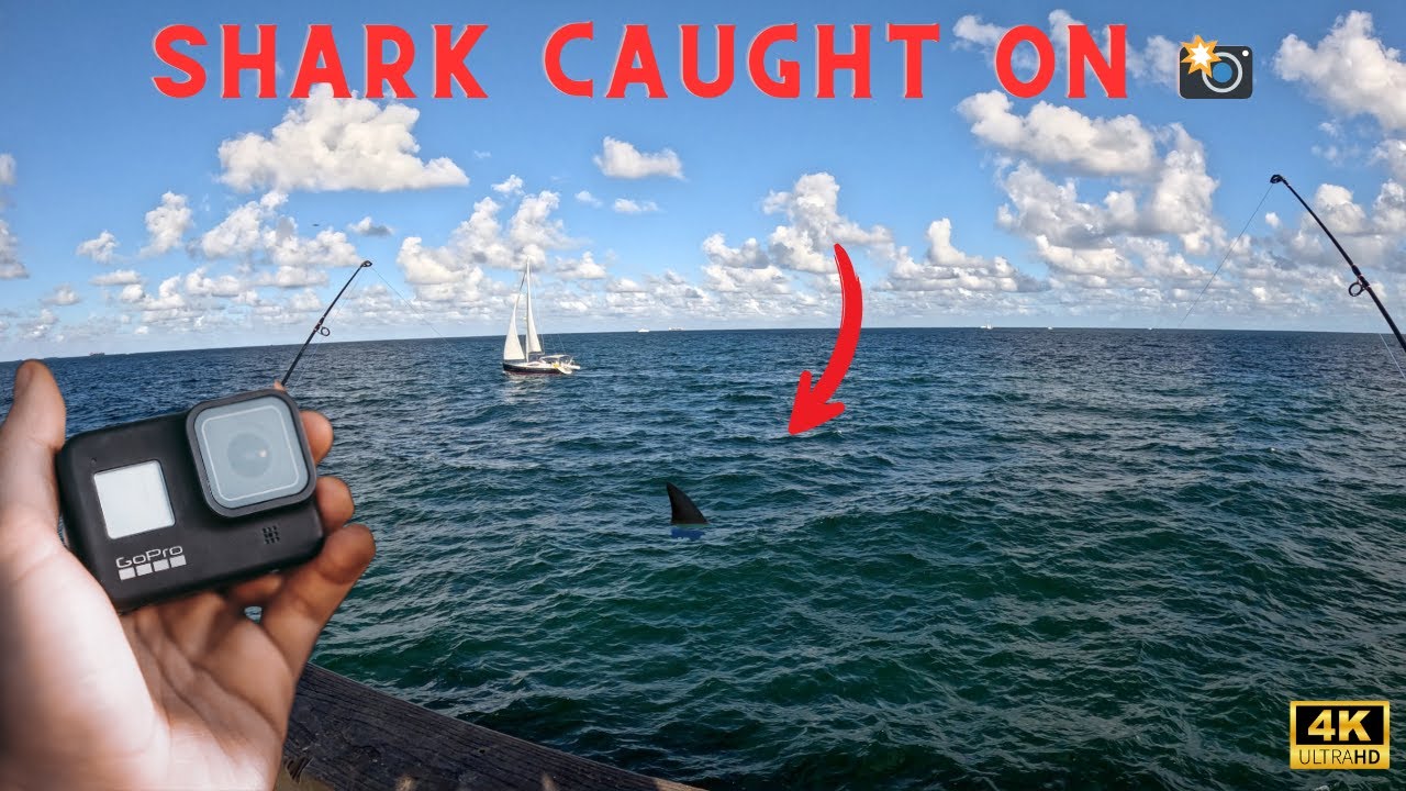 Dropped a GoPro Under The Famous DANIA BEACH PIER*Crazy Results