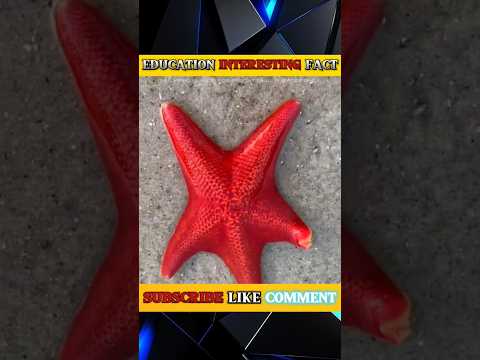 Why Starfish Is Not A Fish 😱 #shorts #facts #amazingfacts