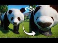 BIG CHONKY ANIMALS | Planet Zoo CHEAT CODE (All Animals)