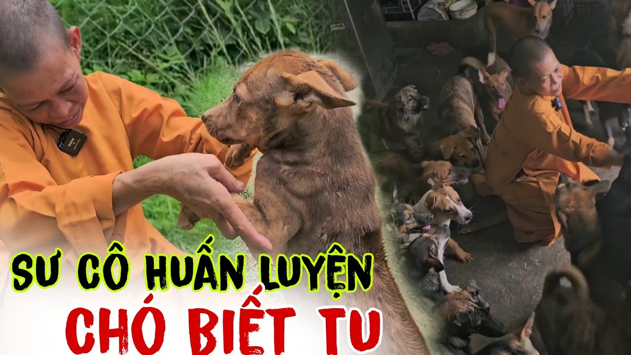Sư Cô Có Biệt Tài Huấn Luyện Các Chú Chó Tu Hành Được Cứu Từ Lò M.ổ ...