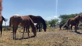 Relaxing HORSEs