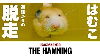 むにゅッとクシャっとぶちゃかわハムスターの顔No.34