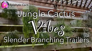 Jungle Cactus Vibes: Slender Branching Trailers