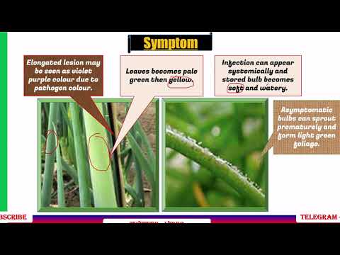 Video: Downy Mildew Onion