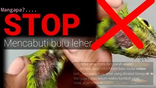 Stop Mencabuti Bulu Leher Cucak Ijo