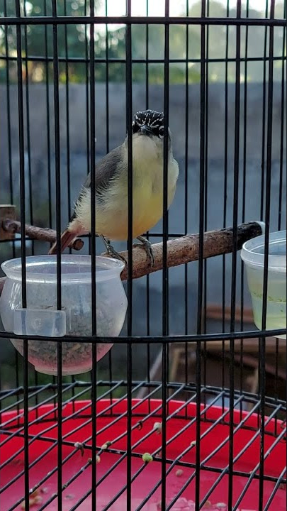 Suara Prenjak Daun Ciak Ciak Cocok Untuk Pancingan Kecial Kuning
