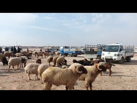 سوق الرشيد اليوم 2025 11 30 أسعار الحلال وحركة السوق الفطيمة والخاروف واللحم والكبش والمعز