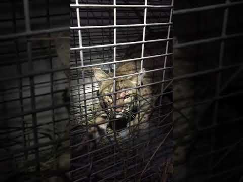 Trapped Bobcat growling
