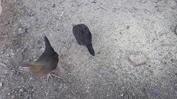 ลูกไก่ป่าน้ำ3-me nyuam qaib qus tom3โทร:0302281162whatsapp02052153089