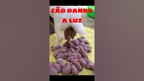 CÃO DANDO A LUZ|MUNDO ANIMAL|CACHORRA PITBULL DANDO A LUZ #shorts