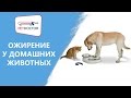 Ожирение у собак и кошек. Рекомендации ветеринарного врача