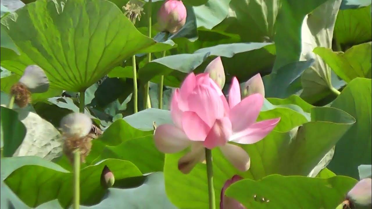 Лотосы в красивом пруду. (Lotuses in a beautiful pond.) - YouTube