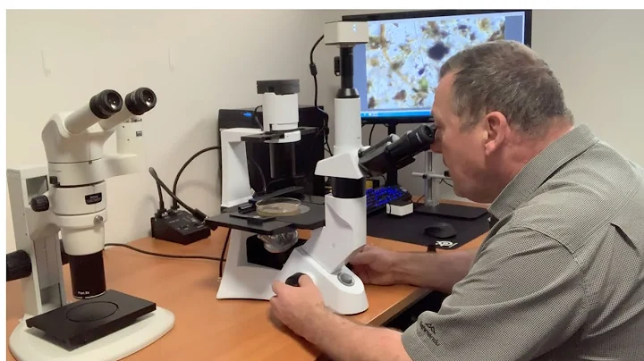 Looking for Tardigrades Water Bears under 3 different types of microscopes