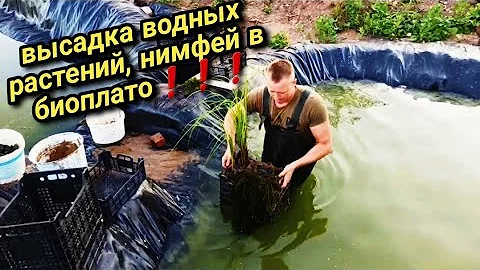 Посадка водных растений в биоплато, как сделать чистым искусственный водоем  и что для этого нужно)