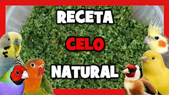 Como Encelar Diamantes Del Gould Para La Cría Cría De Diamantes De Gould Youtube