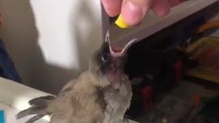 صوت فرخ بلبل ينزق baby bulbul sound eating