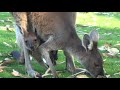 Kangaroo Boogie Woogie