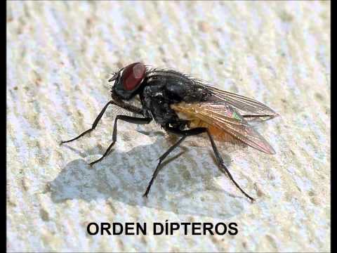 Vídeo: El Vidrio Confiere Identidad Fotorreceptora Rabdomérica En Drosophila, Pero No En Todos Los Metazoos