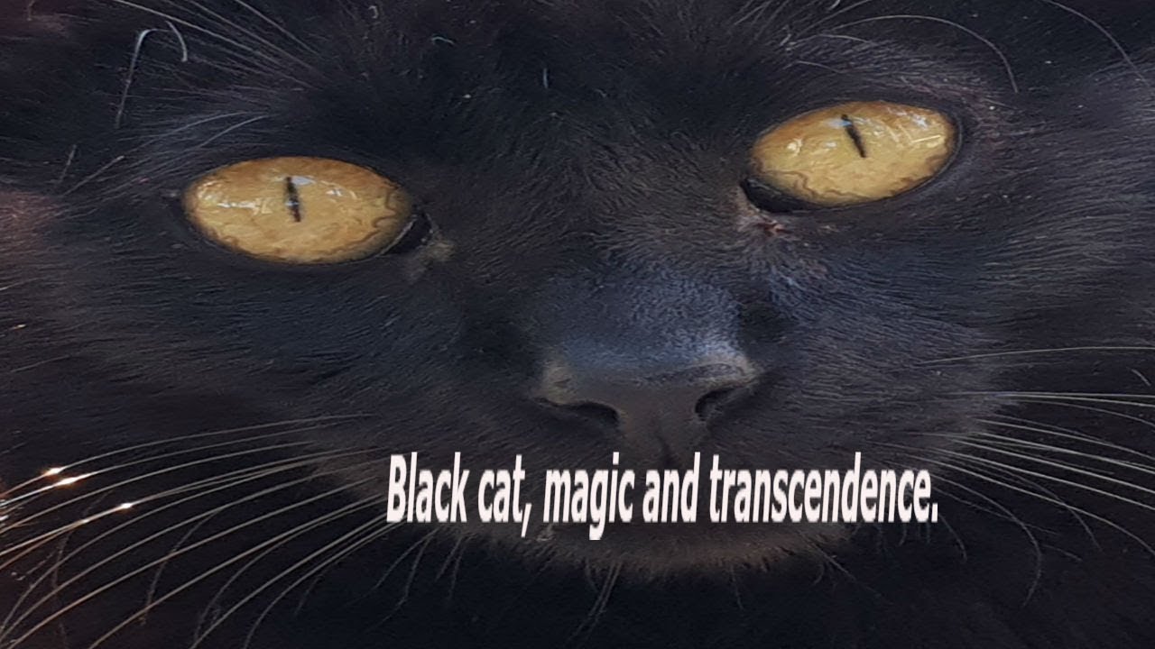 Black cat, magic and transcendence. - YouTube