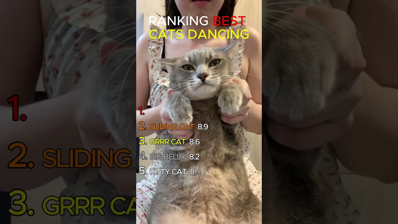 RANKING BEST DANCING CATS🐱❤️