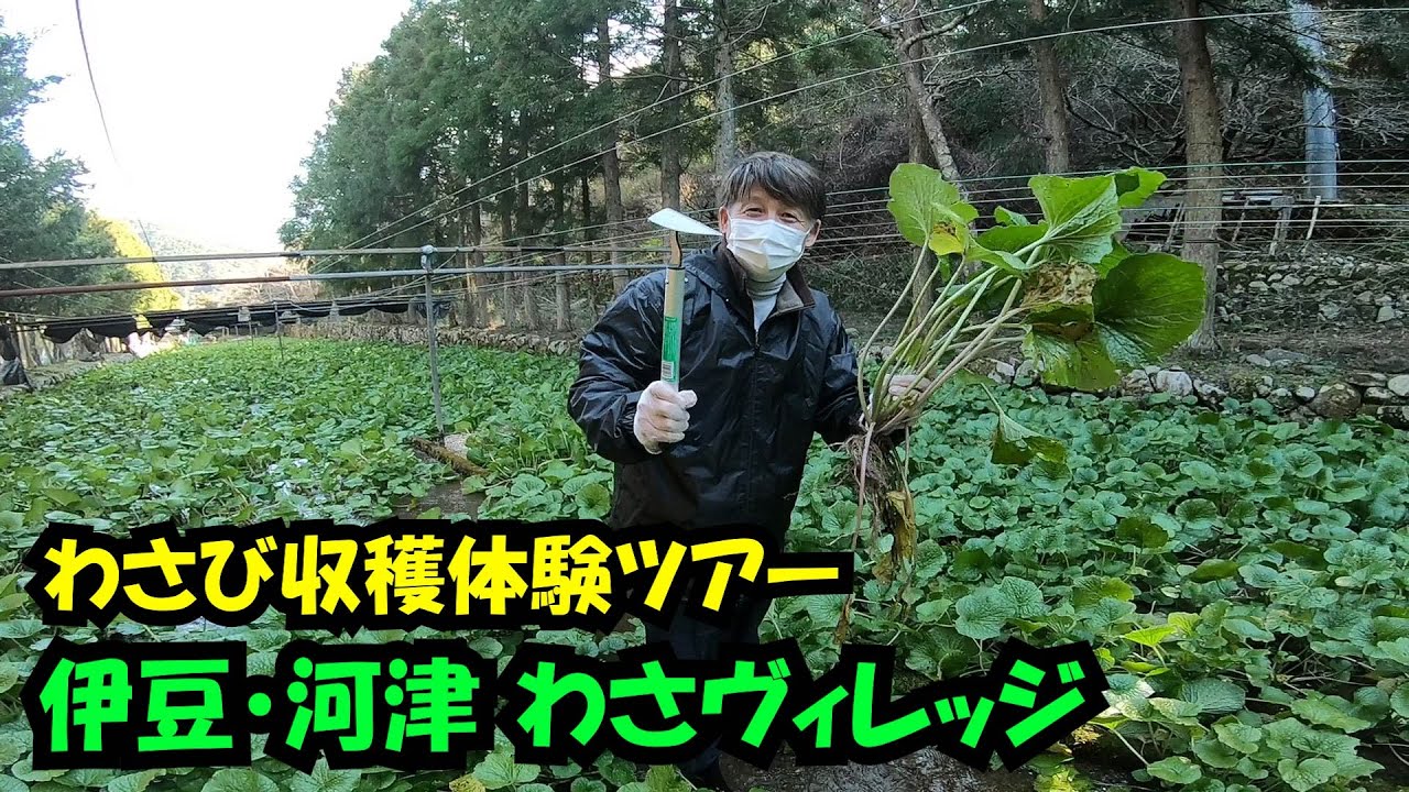 河津ワサビ] わさヴィレッジ わさび収穫体験ツアー2021 河津桜