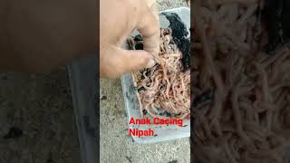 Umpan Untuk Mancing Udang Galah