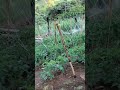 irrigação natural no tomate 🍅#shorts #agro #irrigacion