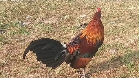 qaib txuam pom 2  02076871099app02054041868