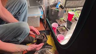 up pot day photoperiod outdoor starts