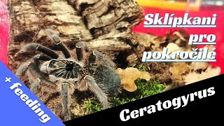 Sklípkani Z Afriky Rod Ceratogyrus Aw