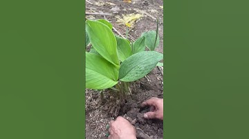 Cây ngãi bún bí quyết nấu nước lèo thơm ngon #Shorts #Vlog