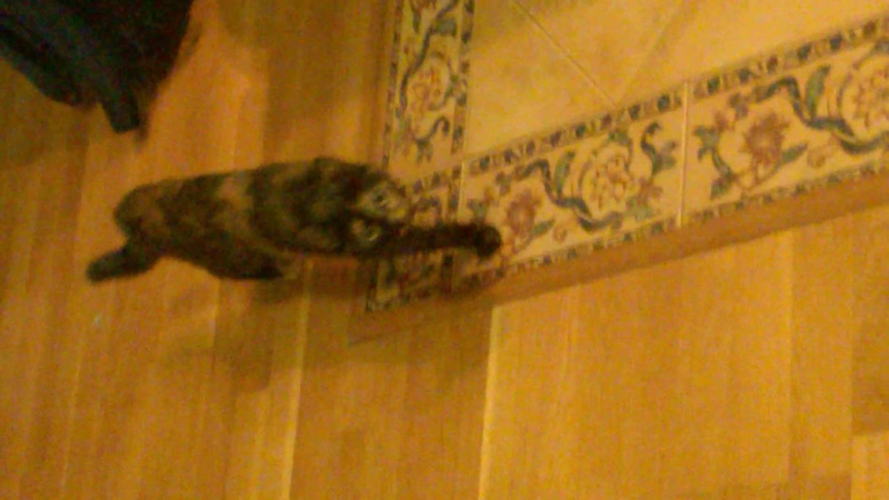 Игра с кошкой в догонялки и прятки - YouTube