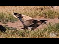 Egyptian vulture  alimoche neophron percnopterus percnopterus