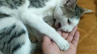 || funny video || Cat ka gussa  || Mimmi ne kata || #india