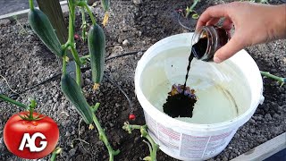 Give cucumbers this fertilizer. Yield increase guaranteed