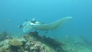 Fushifaru Thila - Manta Rays Hover Over The Reef To Get Cleaned By Small Fish, The Cleaner Wrasses.