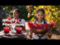 “Caribbean Sorrel: The Secret to Boosting Immunity & Heart Health”