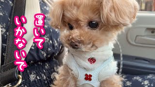 泣き叫ぶ愛犬との別れと再会(;_;)切ないゴールデンウィークでした。【トイプードルのコロン】