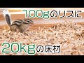 シマリス部屋の床に床材敷き詰めたら野生感がすごいんだがwww