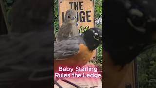 Baby Starling backs down to NO bird! Watch the stare down to the Robin.