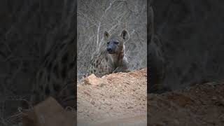 #shorts #short #shortvideo #shortsvideo #shortvideo #hyena #ZooQuestUnleashed