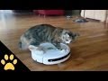 Roomba Cats: Compilation