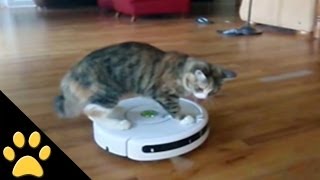 Roomba Cats: Compilation(In this funny cat compilation by Petsami, tune in to see one of the internet's greatest sensations: Roomba Cats!! SUBSCRIBE TO PETSAMI: http://bit.ly/16JmSEQ ..., 2013-12-01T11:00:00.000Z)