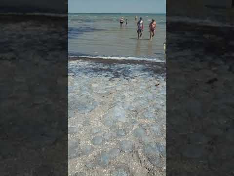 Азовськое море 01.08.2019