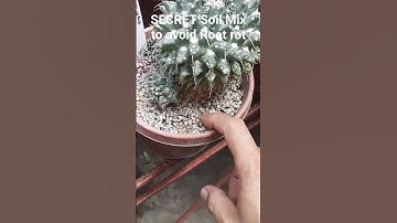 Secret Soil Mix to avoid root rot